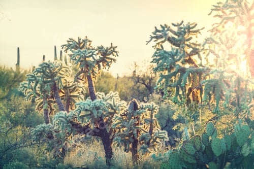 Preview: Cactus