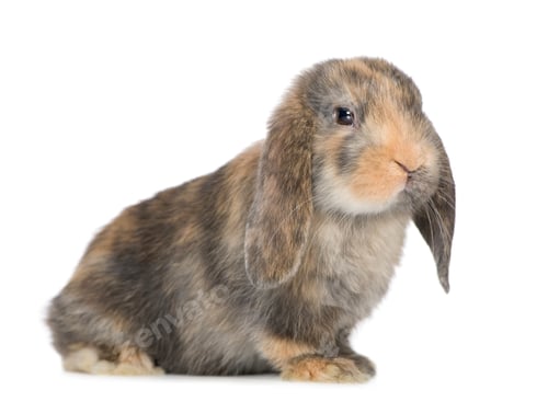 Preview: Rabbit