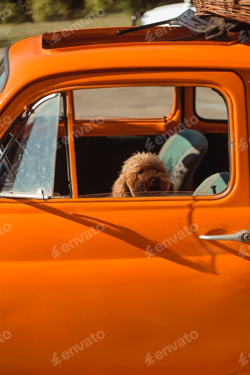 Preview: A small red dog sits in the car of an orange retro car and looks out the open window