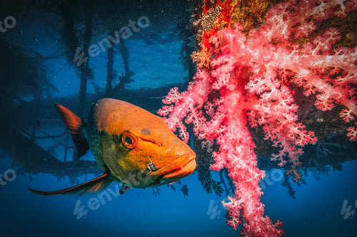 Preview: red bass close to a red coral under a pontoon in the great barrier reef