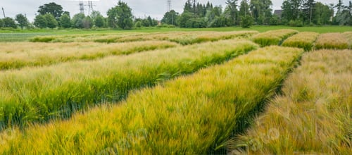 Preview: varieties of rye on demonstration plot of grain crops