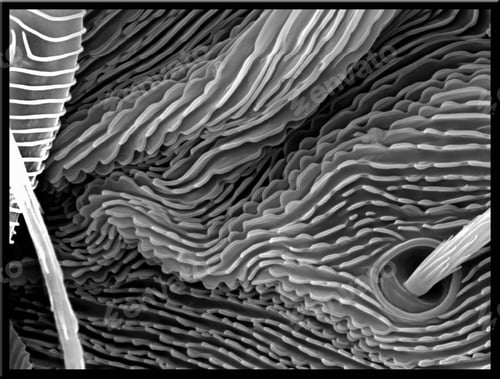 Preview: Lavender leaf, Springtail, SEM