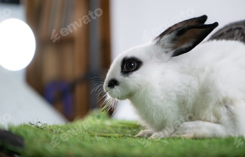 Preview: Fluffy white rabbit surrounded by lush green grass