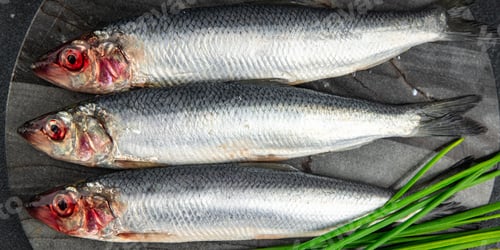 Preview: herring fish fresh raw seafood tasty fresh healthy eating cooking appetizer meal food snack