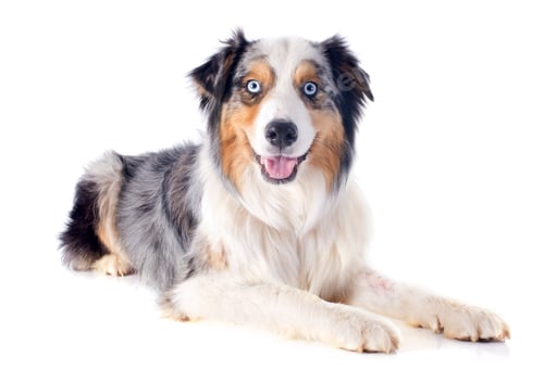 Preview: australian shepherd
