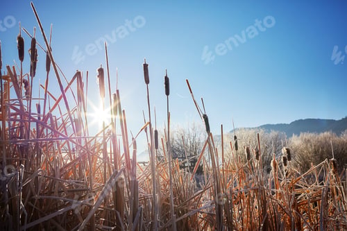 Preview: Dry reed at sunrise against the sun.
