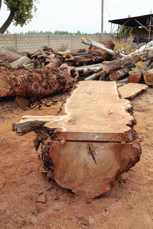 Preview: Cut tree trunk in the sawmill. Wood production