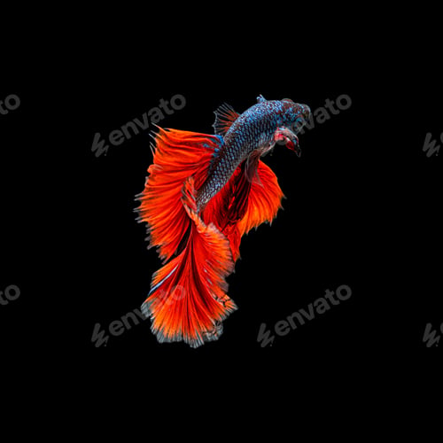 Preview: Movement beautiful of colorful siamese betta fish or half moon betta splendens fighting fish