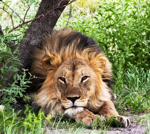 Preview: A Beautiful Wildlife in the World in pictures