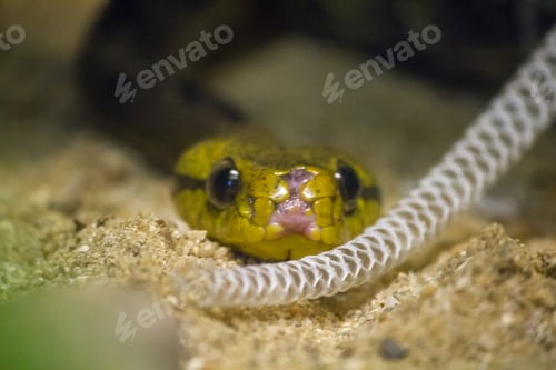 Preview: Dog-toothed cat snakes have big heads and eyes.