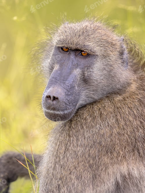 Preview: Chacma baboon looking at camera