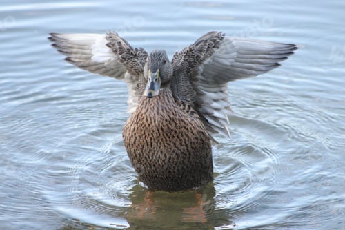 Preview: Female mallard duck standing in the shallow water and waving its wings on a sunny day