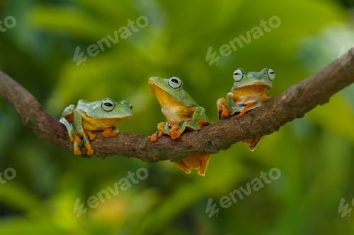 Preview: flying frog