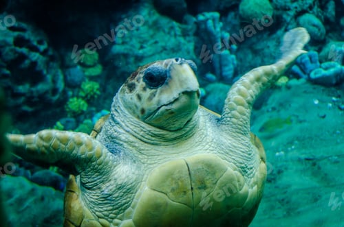 Preview: Sea turtle