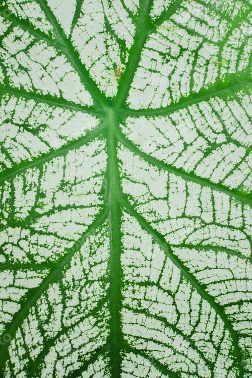 Preview: leaf pattern and detail