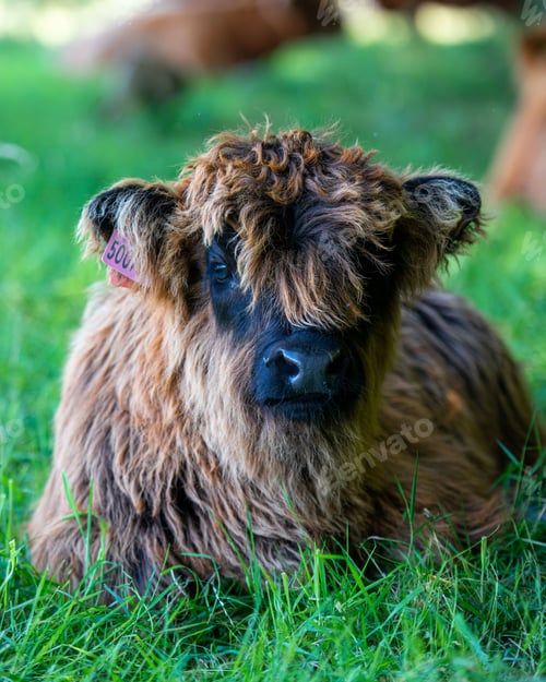 Preview: Vertical shot of a Scottish Highland calf lying on the grass