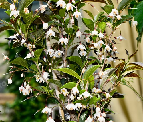 Preview: Japanese Snowbell Tree, Styrax Japonicus 'Evening Light', illuminated by soft evening sunlight.