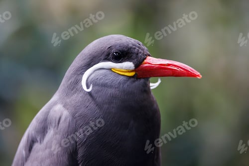 Preview: The Inca tern (Larosterna inca) closeup photo