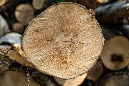 Preview: Close-Up of Tree Rings on Cut Log Provides a Textured and Natural Wooden Surface