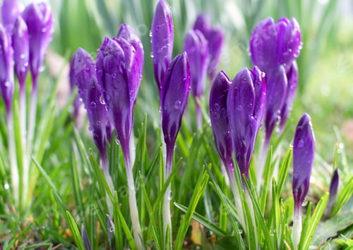 Preview: purple crocus flowers blooming