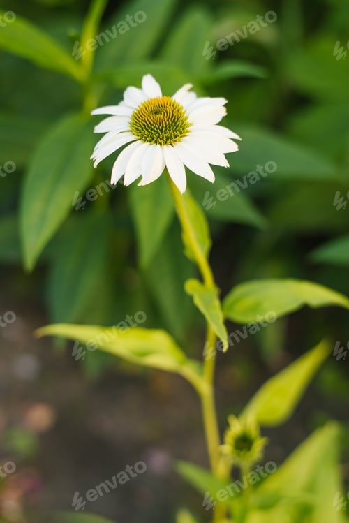 Preview: Echinacea Meditation White in summer bloom