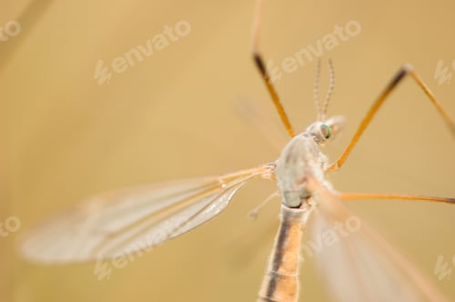 Preview: mosquito