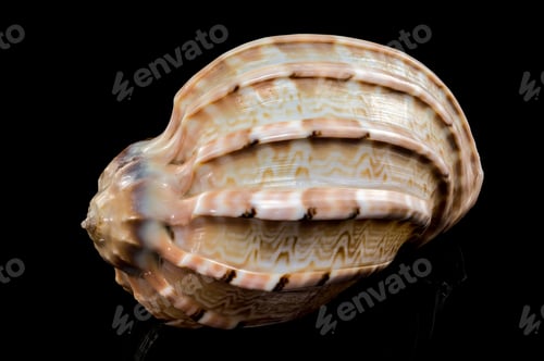 Preview: Harpa articularis Seashell on a black background