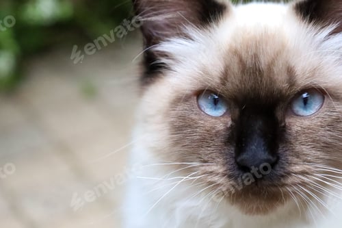 Preview: a siamese cat looks into the camera while sitting on the ground