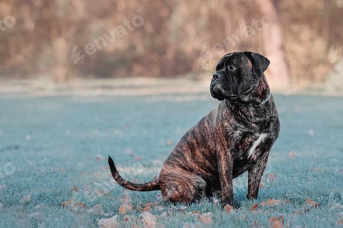 Preview: Dog in park. Cold weather. Bullmastiff dog breed. Giant dog. Fall, autumn season