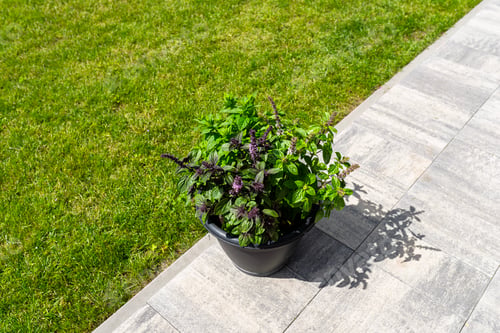 Preview: Various herbs standing on the terrace in a large pot on wheels, with a lawn in the background.