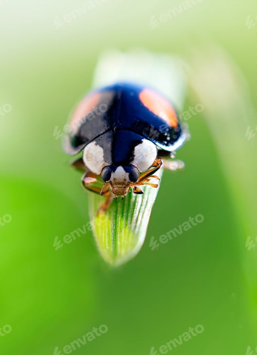 Preview: ladybug