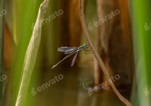 Preview: Dragonfly near the pond