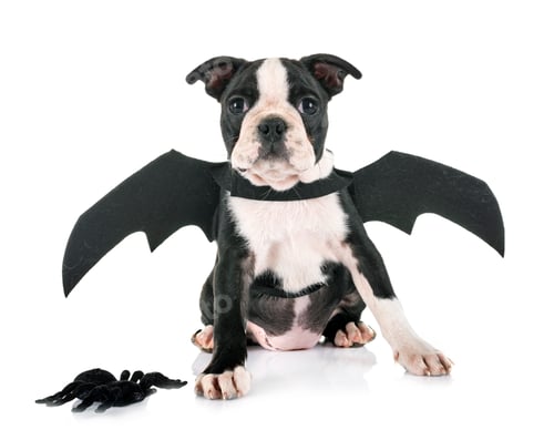 Preview: bat puppy boston terrier