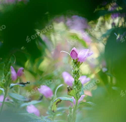 Preview: Flowers in our garden