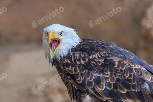 Preview: american bald eagle (haliaeetus leucocephalus)