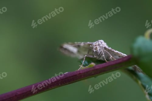 Preview: Macro shot of a butterfly perching on a stem in a garden