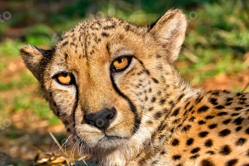 Preview: Cheetah
