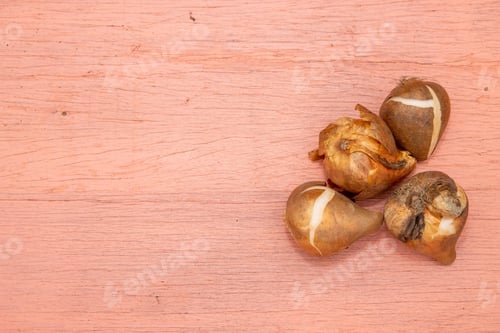 Preview: A Close Up Photo Of Flower Bulbs On A Pink Background Gardening Concept