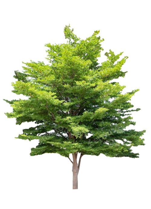 Preview: Shady tree green leaves isolated on background