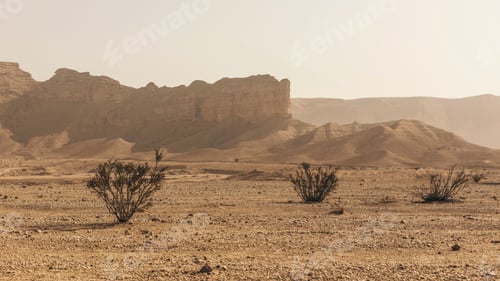 Vista previa: Bushes in Tuwaiq mountains desert