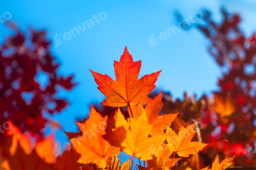 Preview: Autumn leaves on the trees. Yellow maple leaves. Autumn background. Leaves on blurry background.