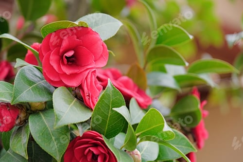 Preview: Beautiful vibrant pink Japanese Camellia flowers