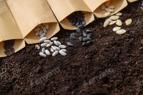 Preview: Sow different seeds in the garden. Selective focus.