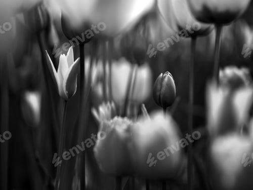 Preview: Tulips