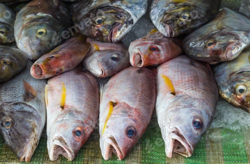 Preview: Red snapper on ice in the market