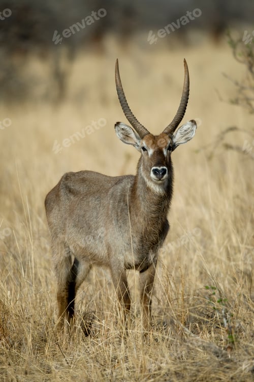 Preview: Waterbuck standing in grassland, Tanzania, Africa