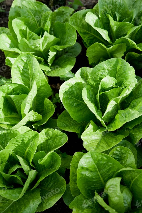 Preview: A patch of lettuce
