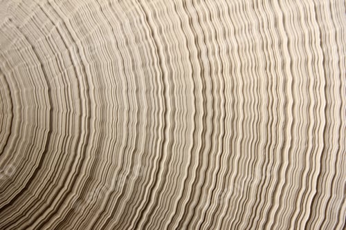 Preview: Paper roll close-up
