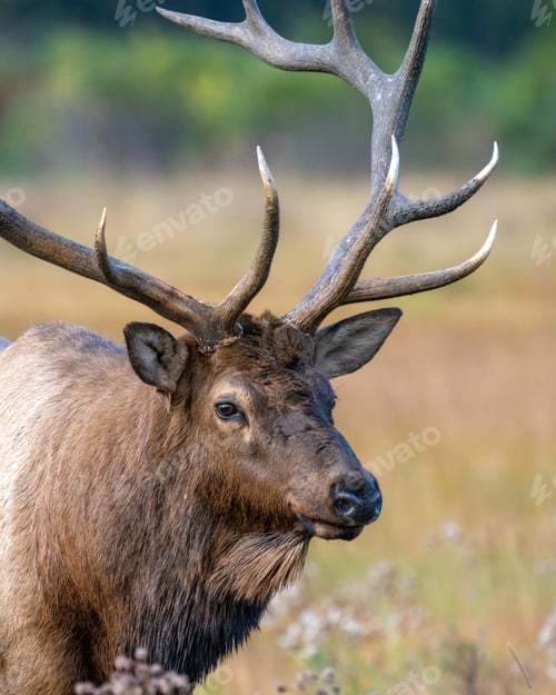 Preview: Majestic elk with impressive antlers in a grassy field