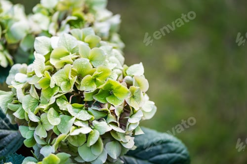 Preview: Green Hydrangea Flowers in the Garden